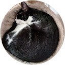 Raphael profile picture